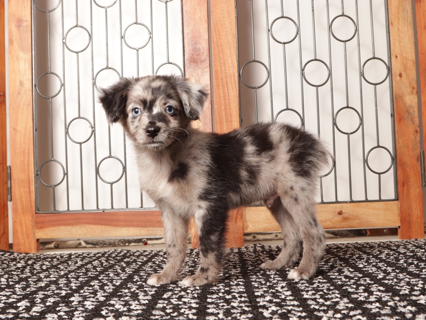 Ziggy - Handsome Merle Male Toy Aussie-Poo Puppy - Image 3