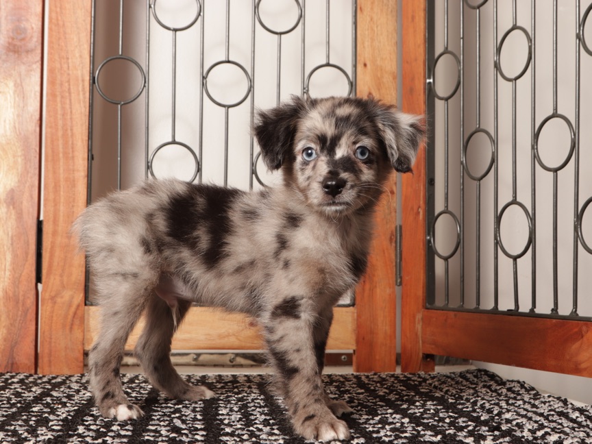 Ziggy - Handsome Merle Male Toy Aussie-Poo Puppy - Image 4