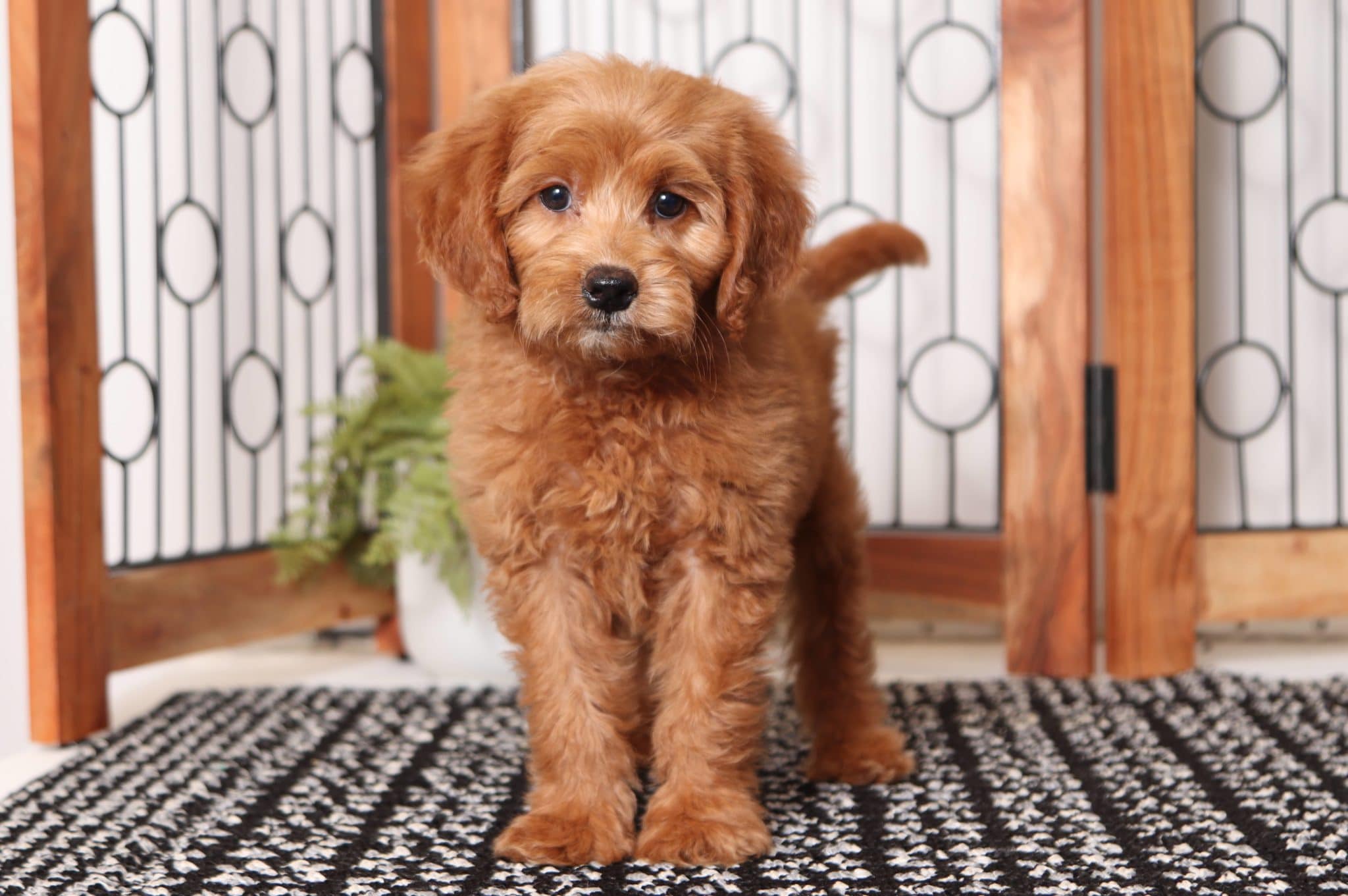 Abby Darling Female F1B Goldendoodle Florida Puppies Online
