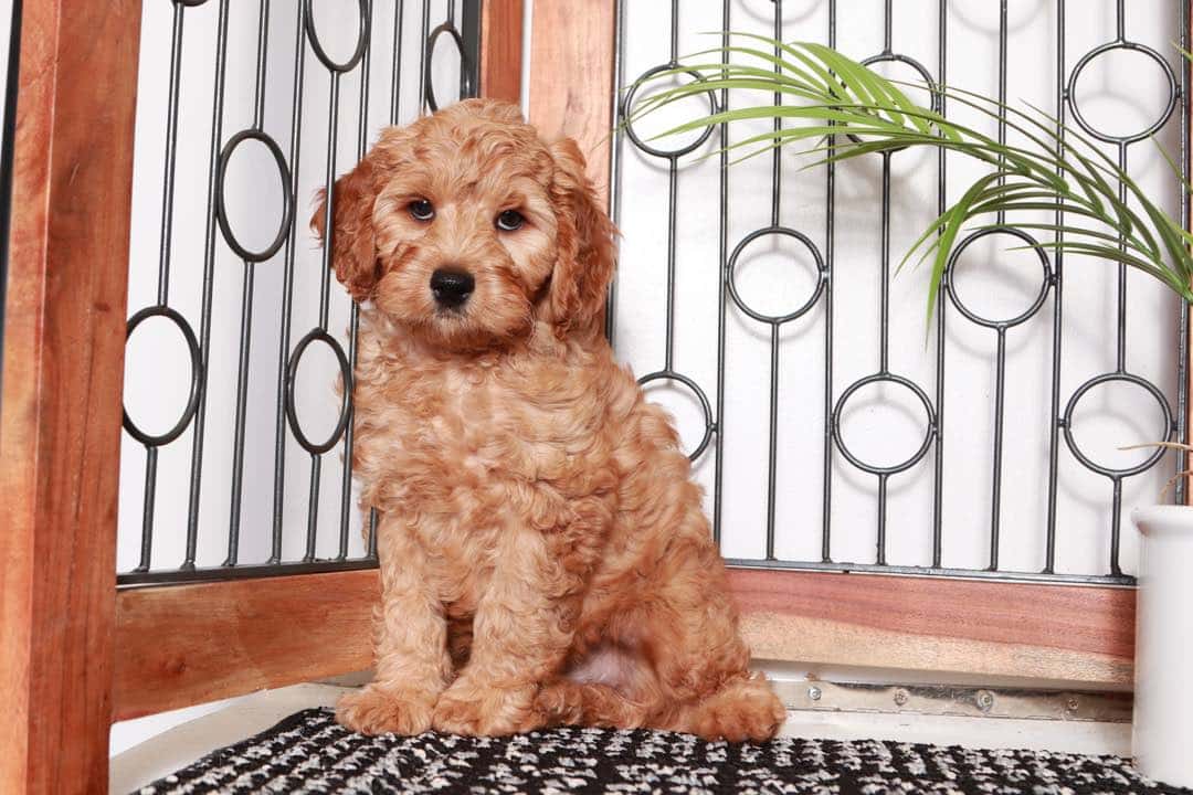 Ace - Dashing Little Red Male Cavapoo Puppy - Florida Puppies Online