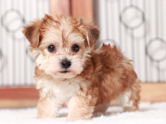 Alfie - Happy Teacup Male Yochon Puppy