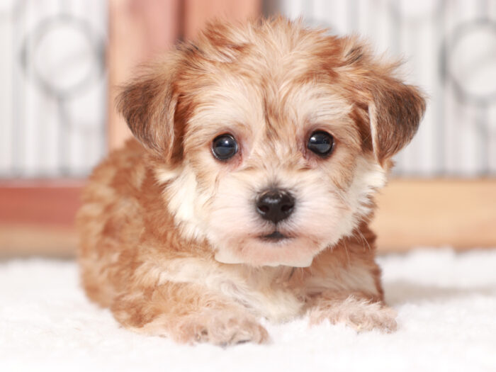 Alfie - Happy Teacup Male Yochon Puppy - Image 2