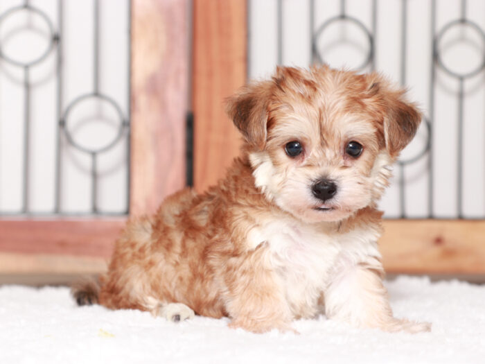 Alfie - Happy Teacup Male Yochon Puppy - Image 3