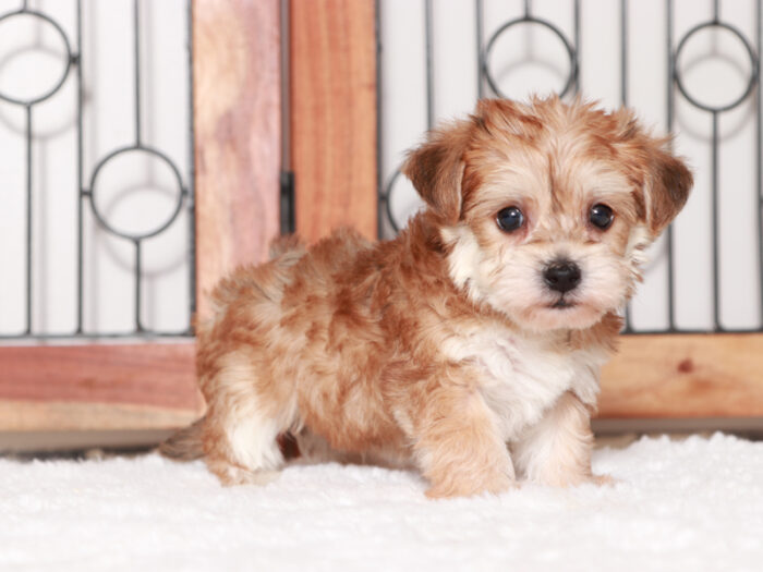 Alfie - Happy Teacup Male Yochon Puppy - Image 4