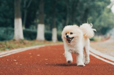 Pomeranian Pup walking