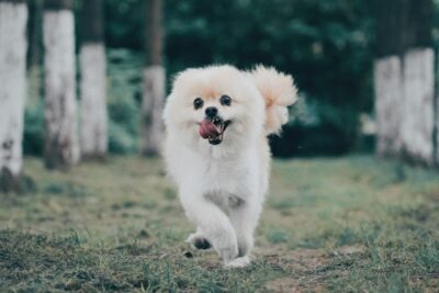 Pomeranian pup running