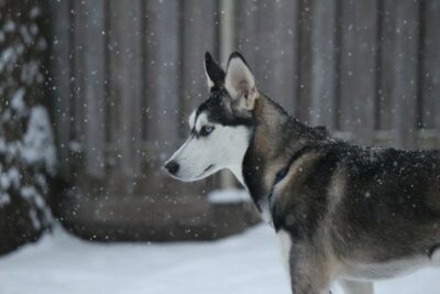 how long do huskies live