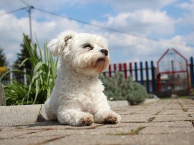 Maltese sunning 