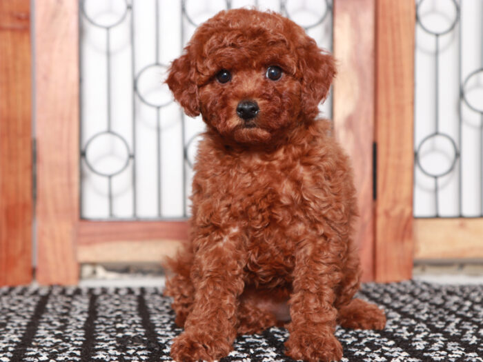 Ann - Small female F1B Mini Goldendoodle Puppy for Sale