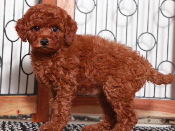 Ann - Small female F1B Mini Goldendoodle Puppy for Sale - Image 3