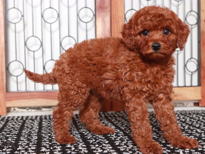 Ann - Small female F1B Mini Goldendoodle Puppy for Sale - Image 4