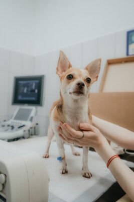 person holding a Chihuahua in the vet