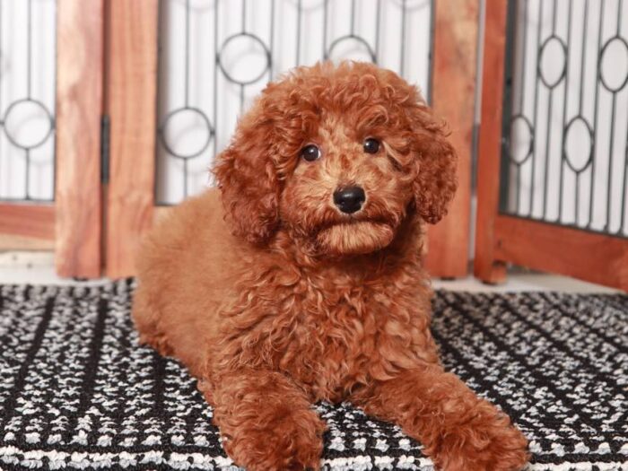 Apple - Happy ACA Mini Poodle Puppy for Sale in Florida - Image 2