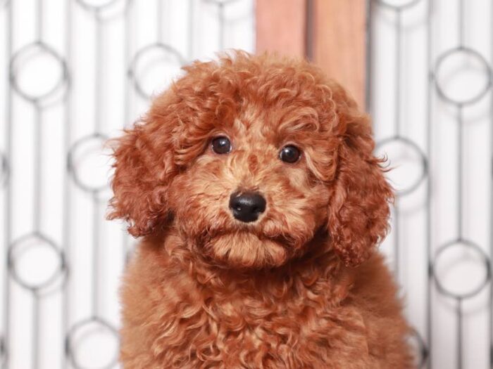 Apple - Happy ACA Mini Poodle Puppy for Sale in Florida - Image 5