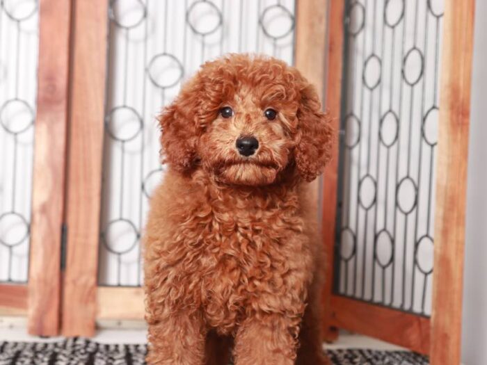 Apple - Happy ACA Mini Poodle Puppy for Sale in Florida - Image 4