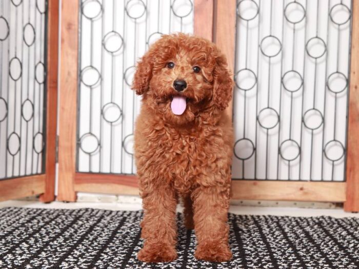 Apple - Happy ACA Mini Poodle Puppy for Sale in Florida