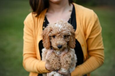 woman carrying a Goldendoodle puppy