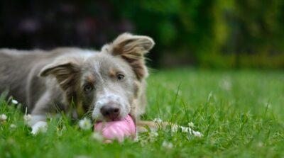 Border collie puppy enjoying KONG treats