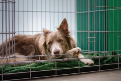 Border collie resting in her crate