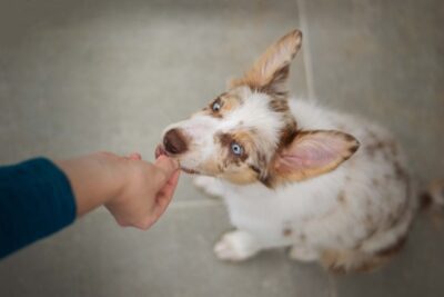 Positive reinforcement, puppy gets a treat