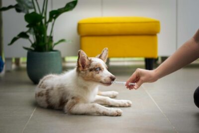 Person giving medicine to a pup
