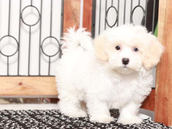Bailey - Beautiful Little Female Havapoo Puppy