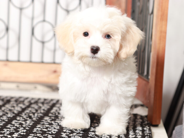 Bailey - Beautiful Little Female Havapoo Puppy - Image 2