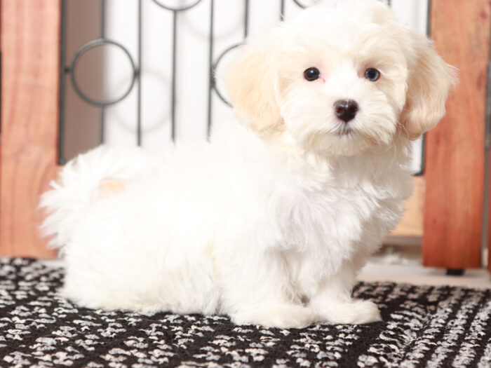 Bailey - Beautiful Little Female Havapoo Puppy - Image 3