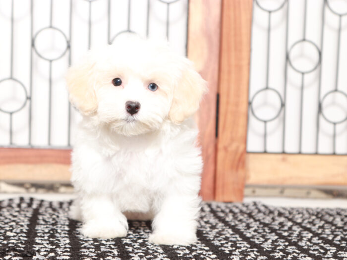 Bailey - Beautiful Little Female Havapoo Puppy - Image 4