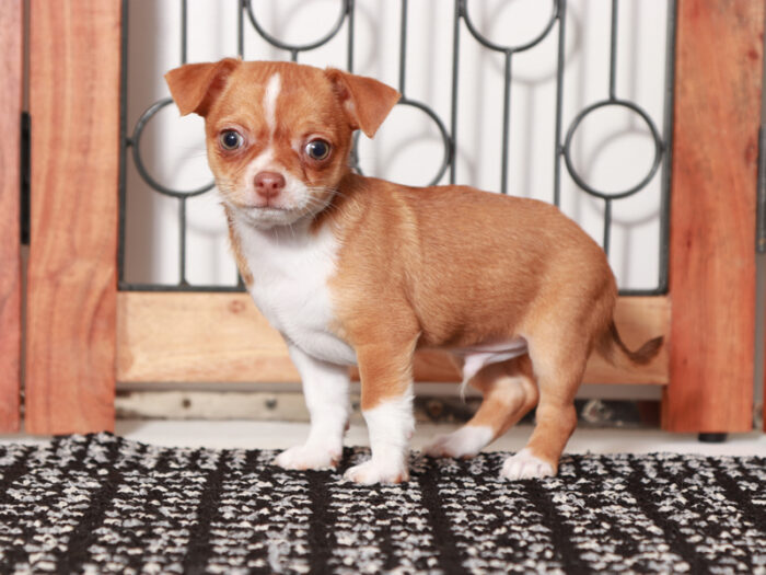 Banana - Awesome Male Chihuahua Puppy