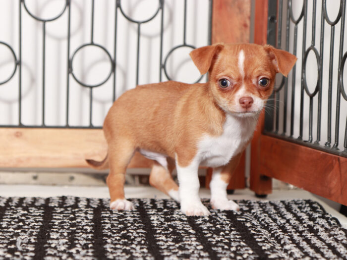 Banana - Awesome Male Chihuahua Puppy - Image 2