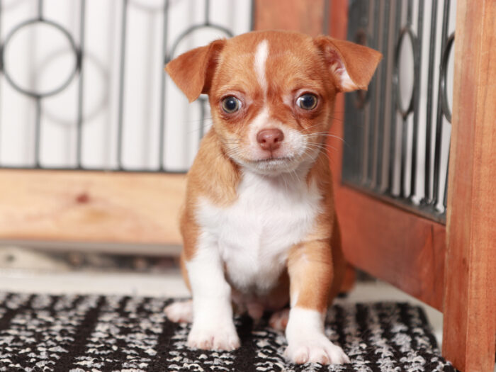Banana - Awesome Male Chihuahua Puppy - Image 3