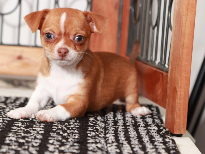 Banana - Awesome Male Chihuahua Puppy - Image 4