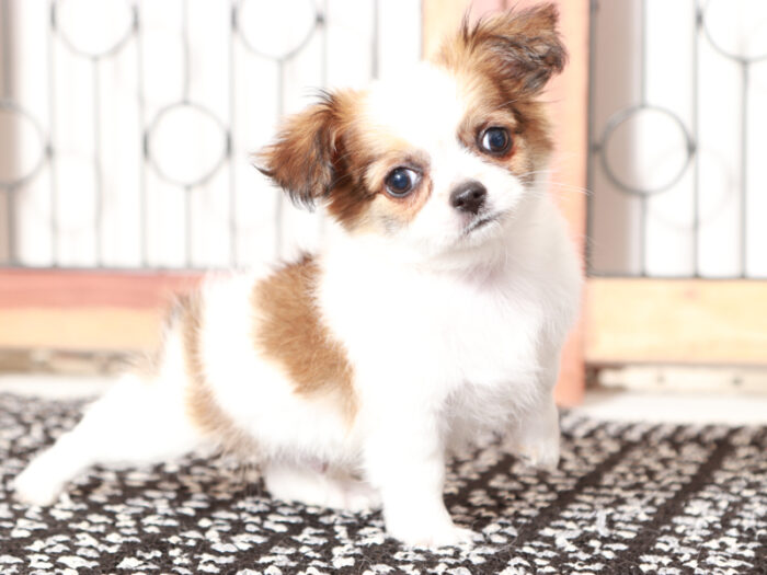 Barley- Precious Male Long-Haired Chihuahua Puppy