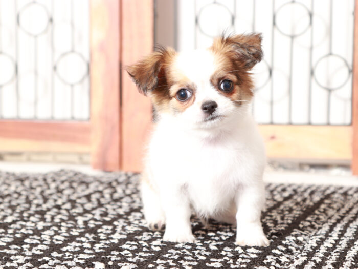 Barley- Precious Male Long-Haired Chihuahua Puppy - Image 2