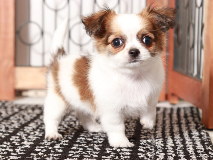 Barley- Precious Male Long-Haired Chihuahua Puppy - Image 4