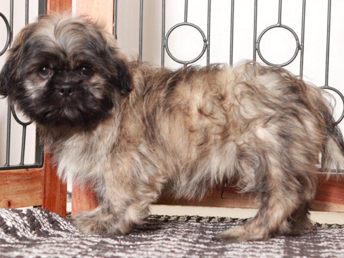 Shih Tzu Puppy