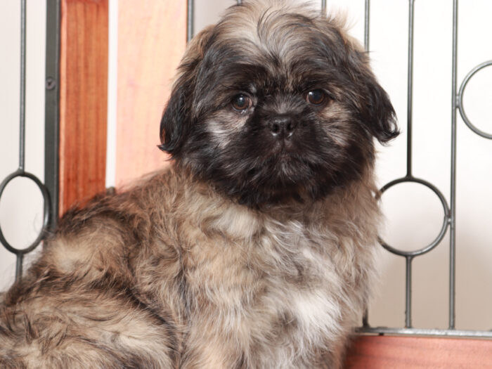 Shih Tzu Puppy