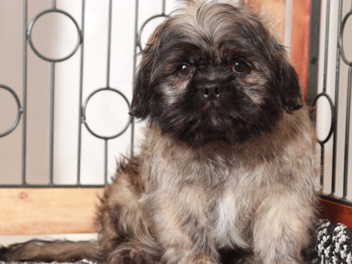 Shih Tzu Puppy