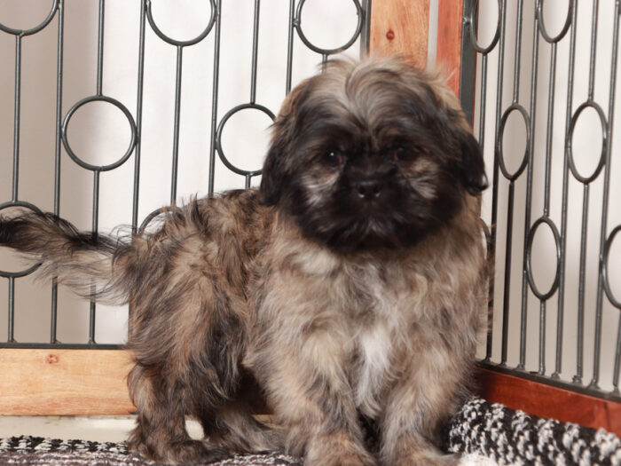 Shih Tzu Puppy