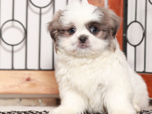 Shih Tzu