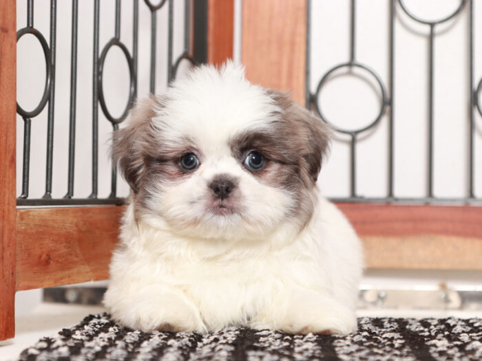 Baxter - Loving Little Male Shih Tzu Puppy For Sale - Image 2