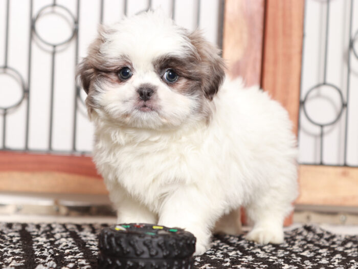 Baxter - Loving Little Male Shih Tzu Puppy For Sale - Image 3