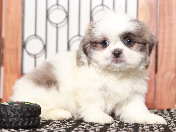 Baxter - Loving Little Male Shih Tzu Puppy For Sale - Image 4