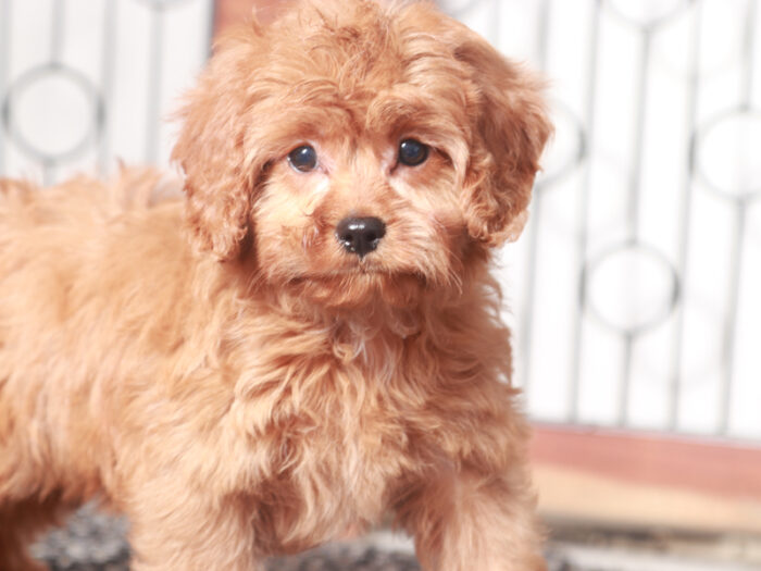 Bear - Fun Male Cavapoo Puppy For Sale