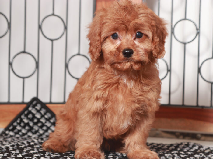 Bear - Fun Male Cavapoo Puppy For Sale - Image 3