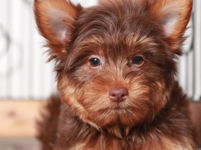 Beckham- Friendly Little Male Chocolate Yorkie Puppy
