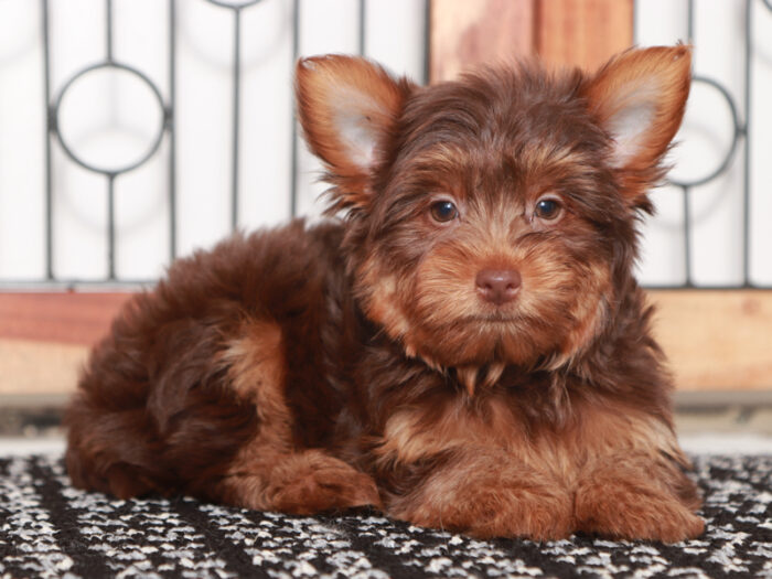 Beckham- Friendly Little Male Chocolate Yorkie Puppy - Image 2