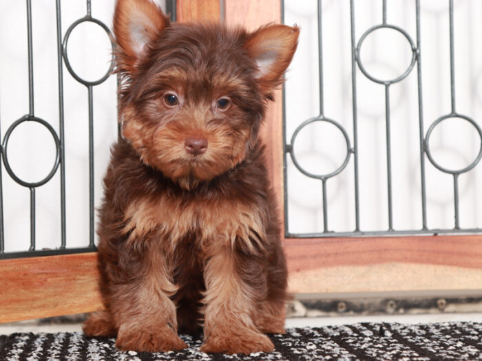 Beckham- Friendly Little Male Chocolate Yorkie Puppy - Image 3