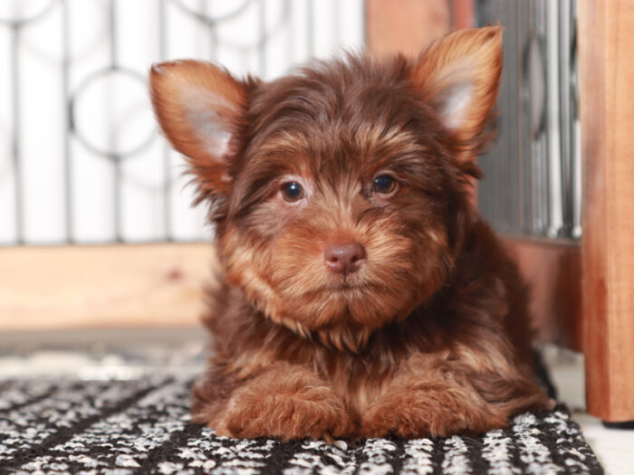 Beckham- Friendly Little Male Chocolate Yorkie Puppy - Image 4